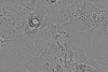15°S 247.5°E MC-17 Phoenicis Lacus  Equirectangular-Planetocentric thumbnail