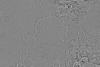 15°N 292.5°E MC-10 Lunae Palus  Equirectangular-Planetocentric thumbnail