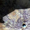 Mars MER MI/Pancam Color Merge: 1MP048IOF005ORT122P2956L257F2_Empty thumbnail