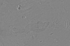 15°N 157.5°E MC-15 Elysium Equirectangular-Planetocentric thumbnail