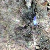 Mars MER MI/Pancam Color Merge: mars-mer-mipancam-color-merge-2mp048iof009ort167p2955l257f1floor3 thumbnail