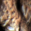 Mars MER MI/Pancam Color Merge: 1MPW39IOFBXORTN2P2955L257F3_Lihir thumbnail