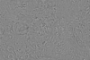 15°S 67.5°E MC-21 Iapygia Equirectangular-Planetocentric thumbnail
