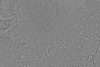 15°S 337.5°E MC-19 Valles Marineris  Equirectangular-Planetocentric thumbnail