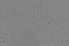 15°N 337.5°E MC-11 Oxia Palus  Equirectangular-Planetocentric thumbnail