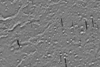 Mars THEMIS Night IR Controlled Mosaic Margaritifer Sinus 30S 315E 100 mpp thumbnail
